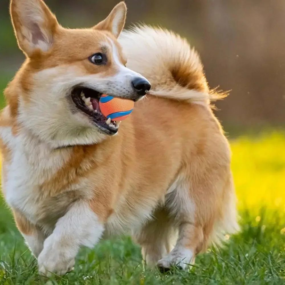Durable Dog Fetch Chew Ball