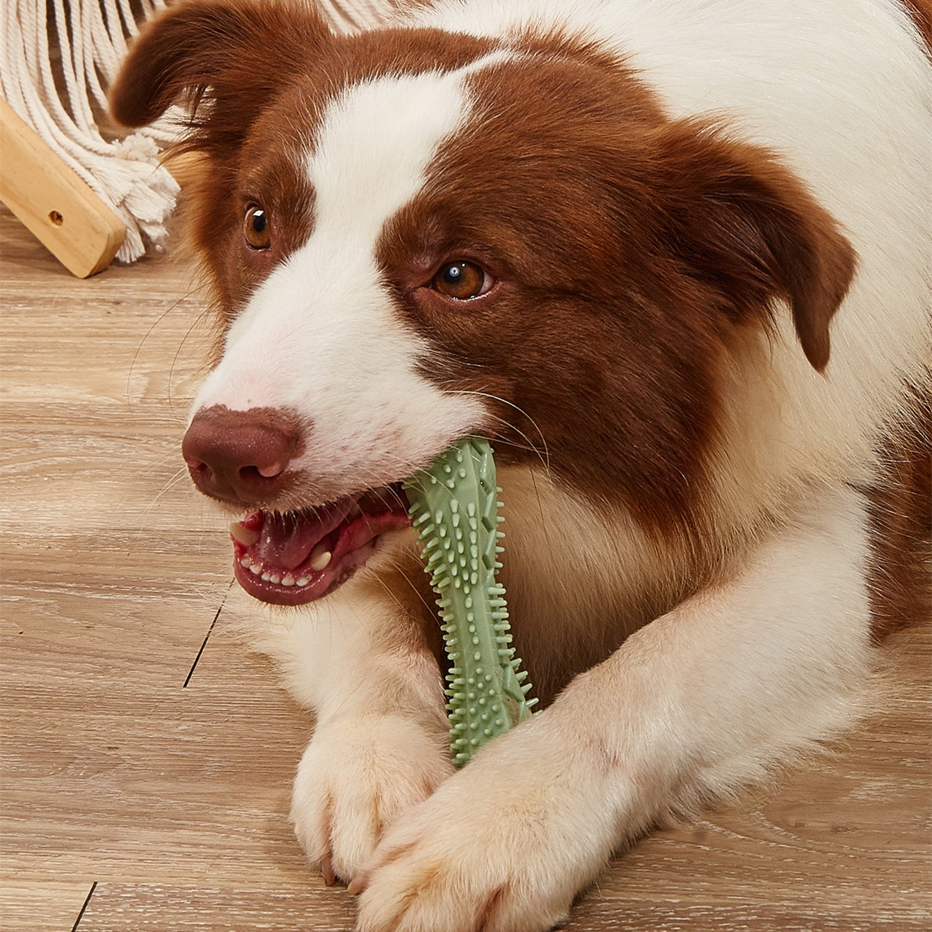 Teeth Cleaning & Dental Care Toy