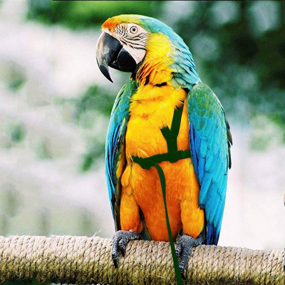 Parrot Harness with Flying Rop