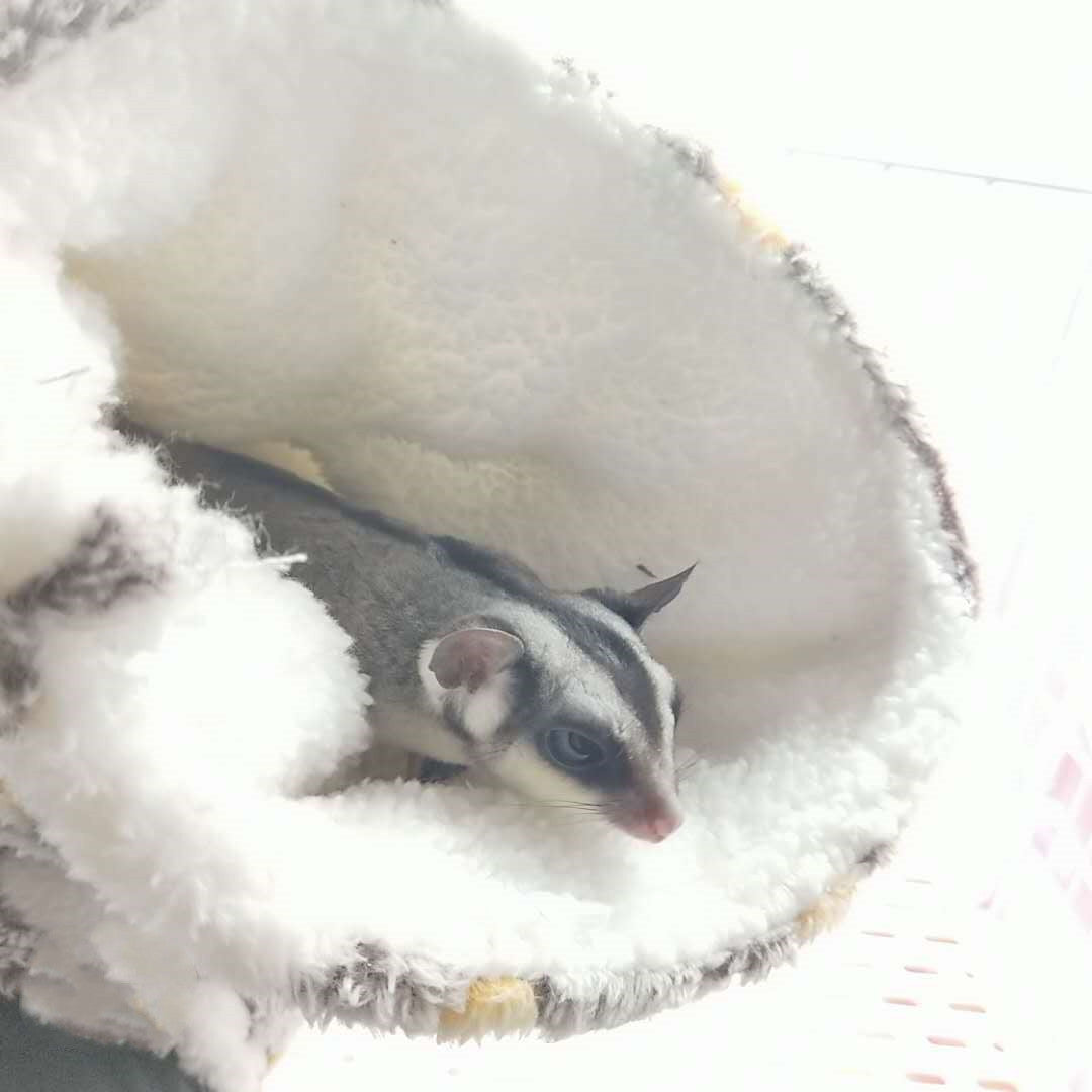 Nid tunnel en peluche pour hamster