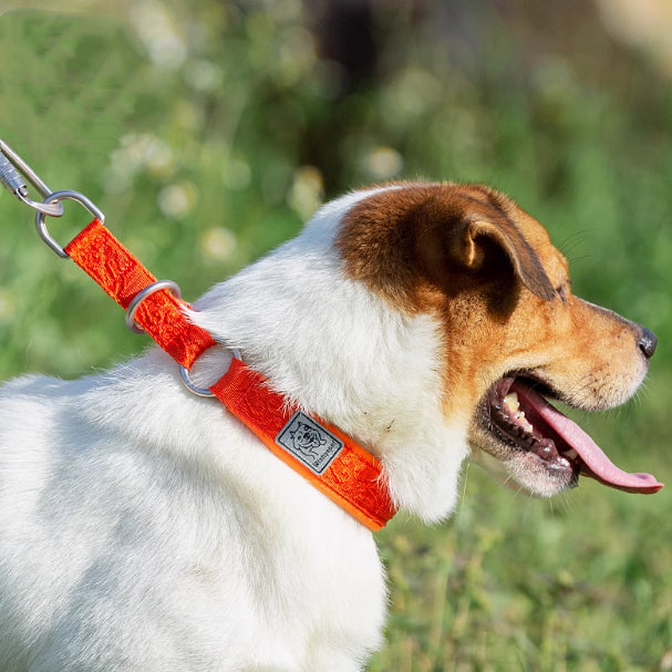 P-Chain Dog Collar